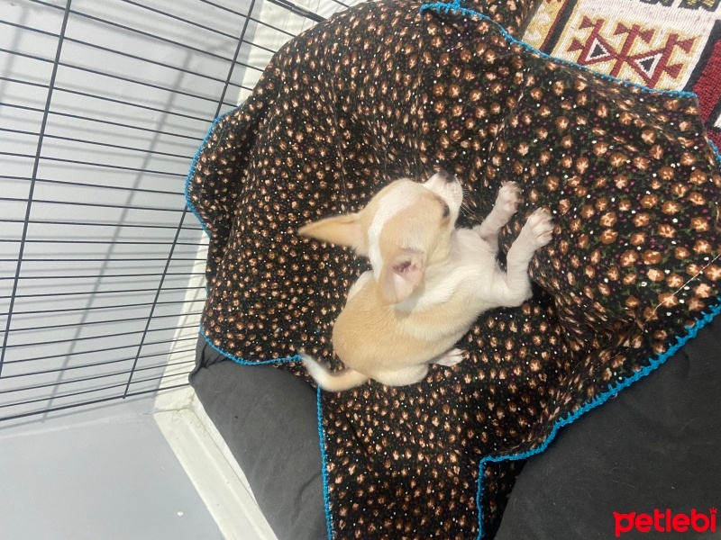 Chihuahua, Köpek  Chihuahua fotoğrafı