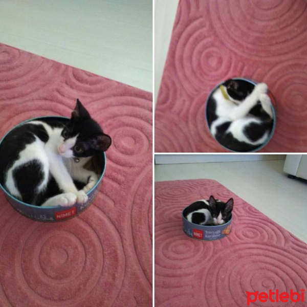 Tuxedo (Smokin) Kedi, Kedi  MERKÜR fotoğrafı