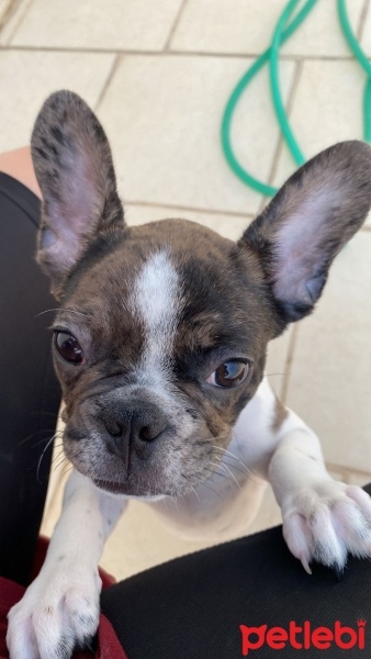 Fransız Bulldog, Köpek  Merlin fotoğrafı