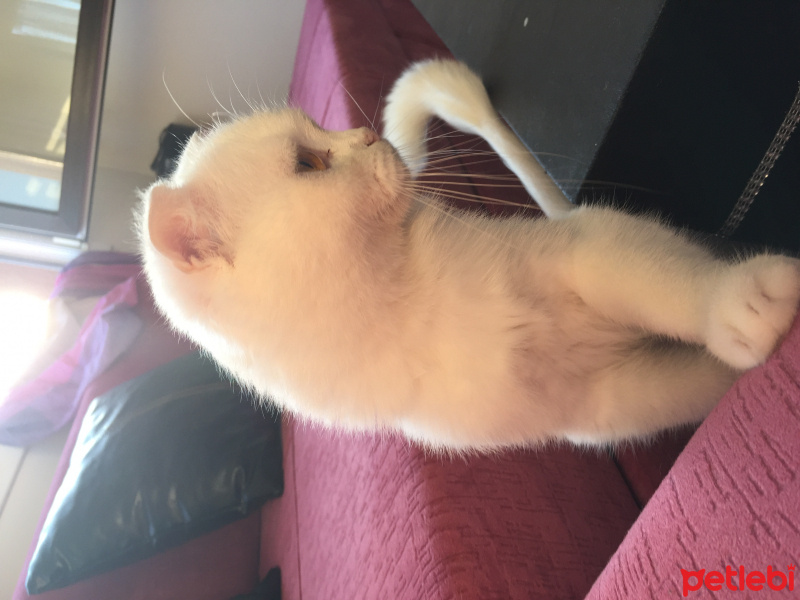 British Shorthair, Kedi  Krep fotoğrafı
