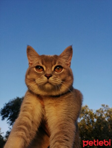 British Shorthair, Kedi  Çakıl fotoğrafı