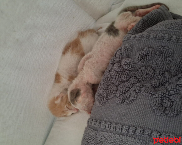 Tekir Kedi, Kedi  ŞANŞ İLE RÜZGAR fotoğrafı