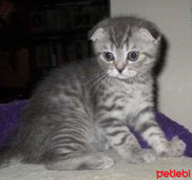 Scottish Fold, Kedi  ALİLA fotoğrafı