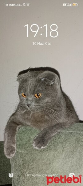 Scottish Fold, Kedi  Mayk vazoski fotoğrafı