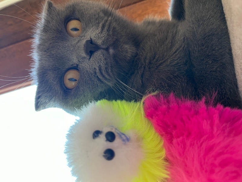 Scottish Fold, Kedi  Mayk vazoski fotoğrafı