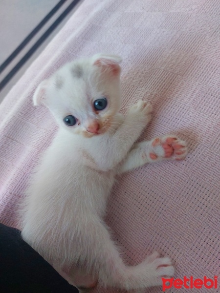 Scottish Fold, Kedi  Şakir fotoğrafı