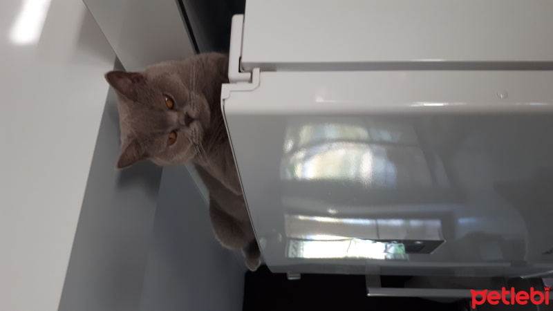 British Shorthair, Kedi  MİNNOŞ fotoğrafı