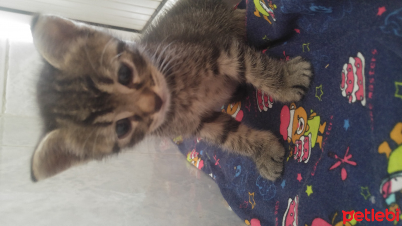 Tekir Kedi, Kedi  Boncuk fotoğrafı