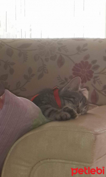 Tekir Kedi, Kedi  Boncuk fotoğrafı