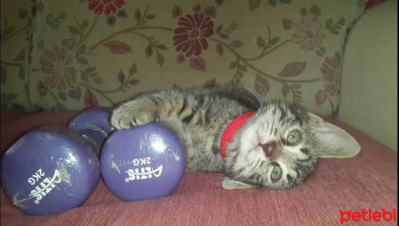 Tekir Kedi, Kedi  Boncuk fotoğrafı