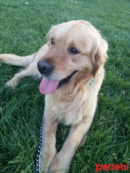 Golden Retriever, Köpek  MAX fotoğrafı