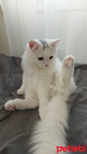 British Longhair, Kedi  Miyu fotoğrafı