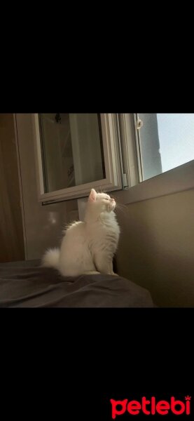 British Longhair, Kedi  Miyu fotoğrafı