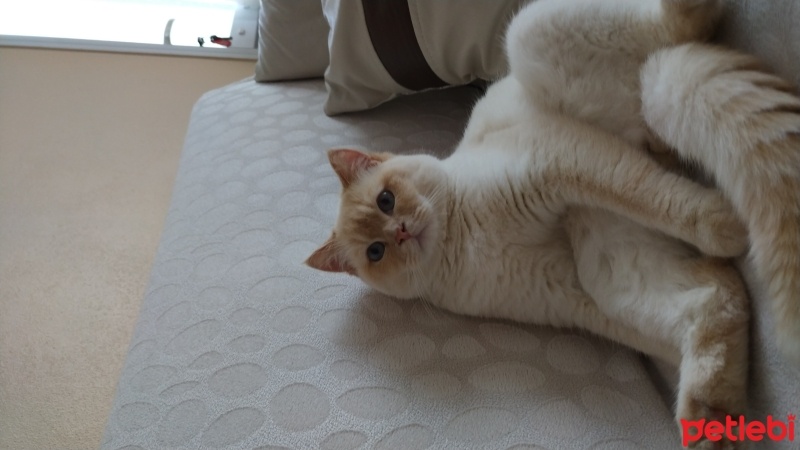 Brazilian Shorthair, Kedi  Bulut Âlfâ fotoğrafı