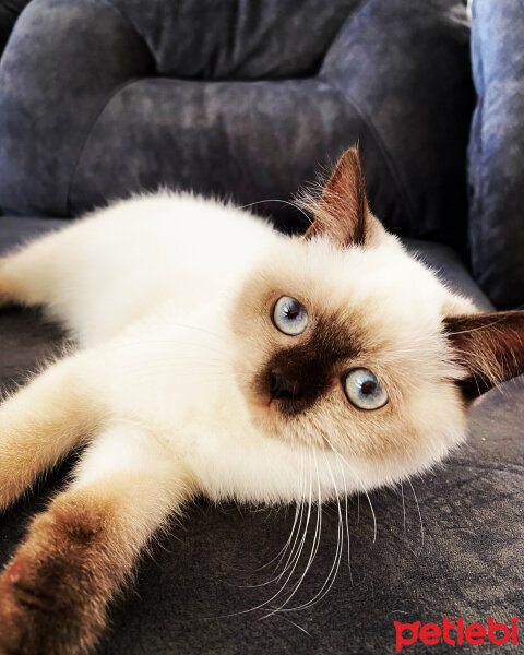 British Shorthair, Kedi  Lady fotoğrafı