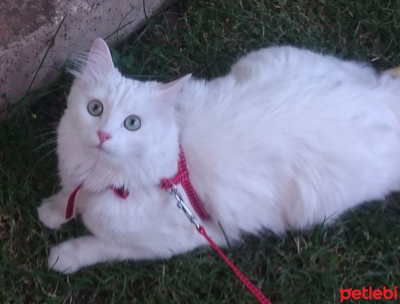 Ankara Kedisi, Kedi  Fıstık fotoğrafı