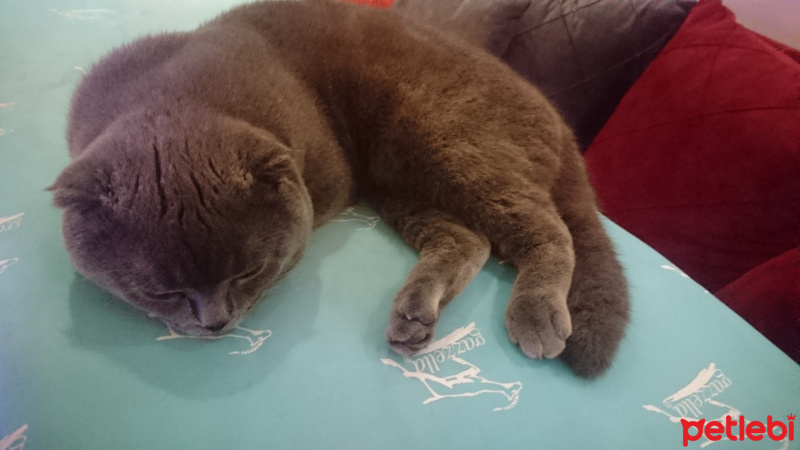 Scottish Fold, Kedi  Minnak fotoğrafı