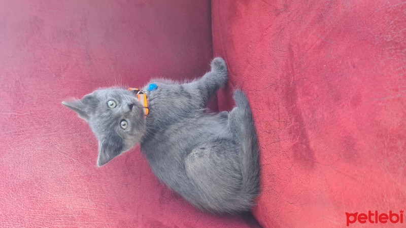 British Shorthair, Kedi  Duman fotoğrafı