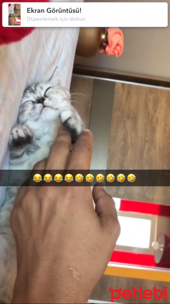 Scottish Fold, Kedi  Miya fotoğrafı