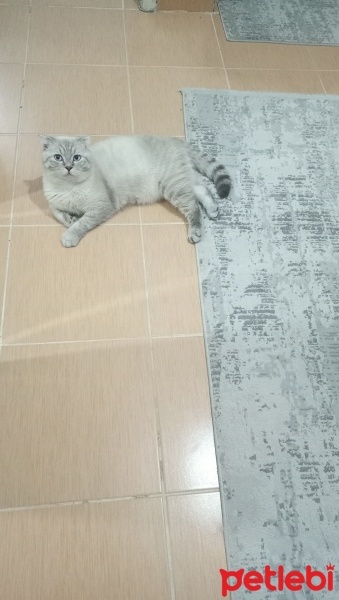 Scottish Fold, Kedi  Bulut fotoğrafı