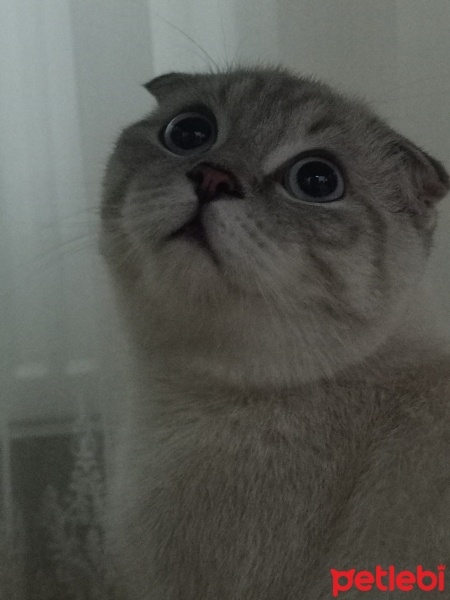 Scottish Fold, Kedi  Bulut fotoğrafı