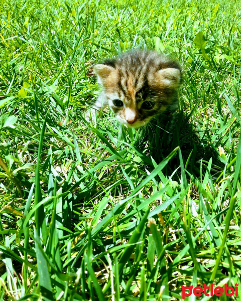 Abyssinian, Kedi  pelinsu fotoğrafı