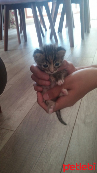 Abyssinian, Kedi  pelinsu fotoğrafı