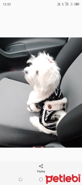 Maltese, Köpek  Prenses fotoğrafı