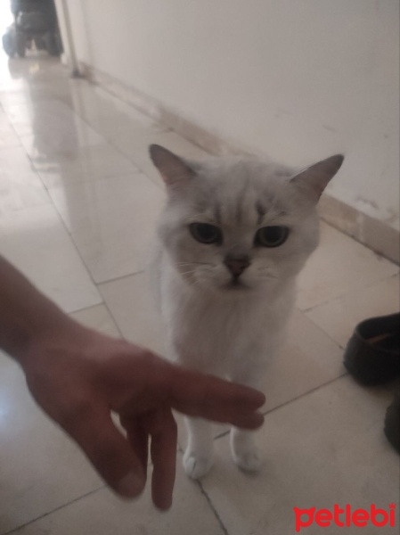 British Shorthair, Kedi  pamuk fotoğrafı
