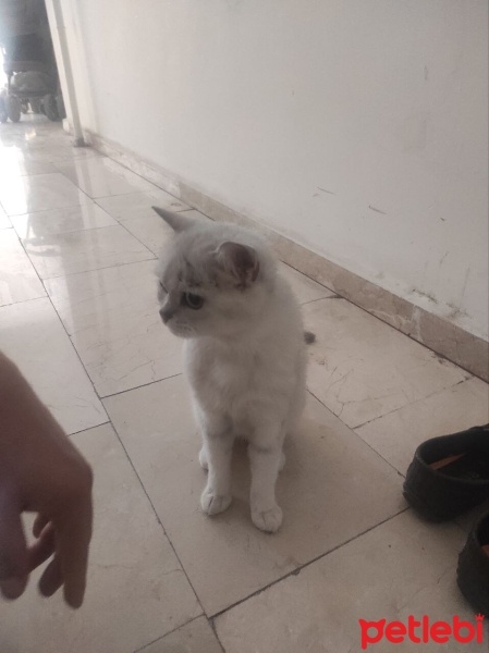 British Shorthair, Kedi  pamuk fotoğrafı