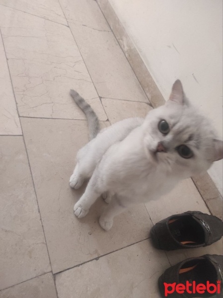 British Shorthair, Kedi  pamuk fotoğrafı