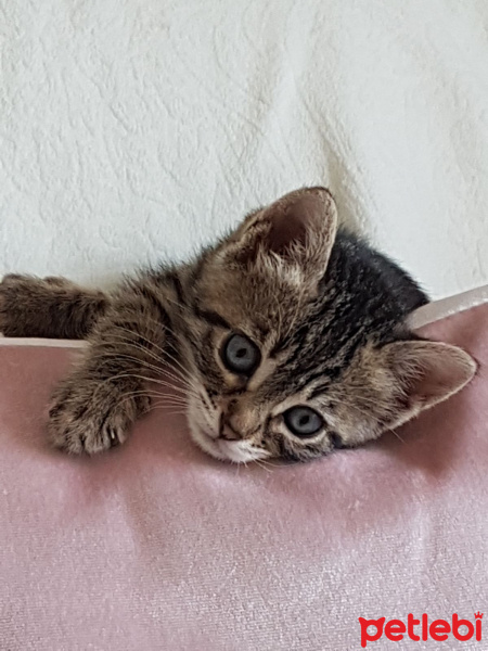 Tekir Kedi, Kedi  MAVİ fotoğrafı