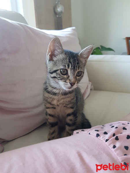 Tekir Kedi, Kedi  MAVİ fotoğrafı
