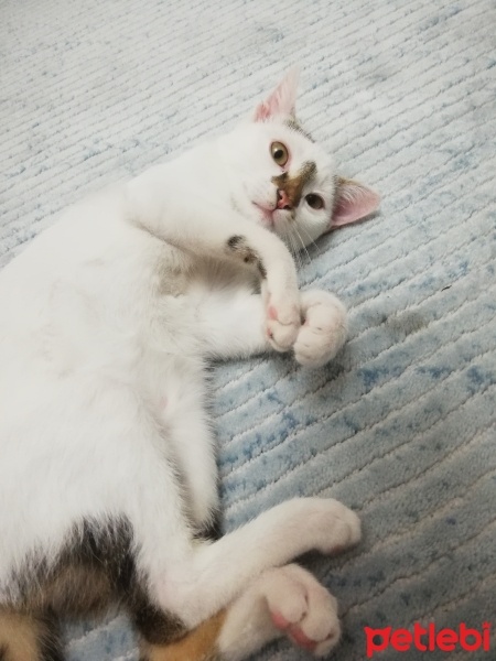 Tekir Kedi, Kedi  Venüs fotoğrafı