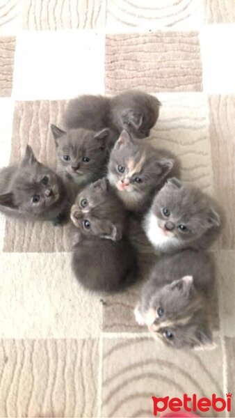 Scottish Fold, Kedi  Scottish Fold Yavruları fotoğrafı