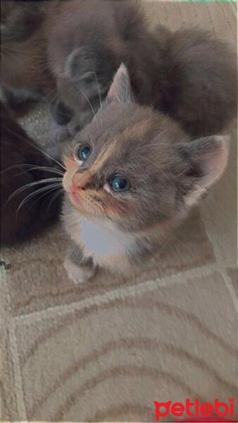 Scottish Fold, Kedi  Scottish Fold Yavruları fotoğrafı