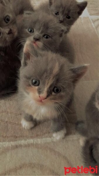 Scottish Fold, Kedi  Scottish Fold Yavruları fotoğrafı