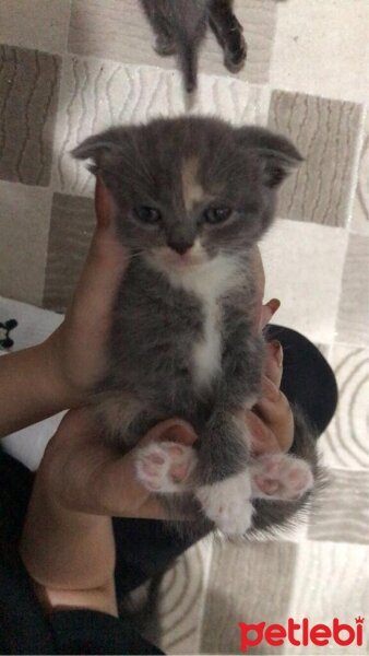 Scottish Fold, Kedi  Scottish Fold Yavruları fotoğrafı