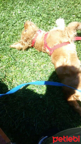 Amerikan Cocker Spaniel, Köpek  dolunay fotoğrafı