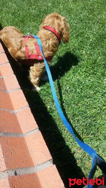 Amerikan Cocker Spaniel, Köpek  dolunay fotoğrafı
