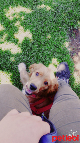 Amerikan Cocker Spaniel, Köpek  dolunay fotoğrafı