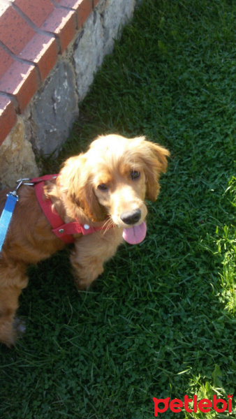 Amerikan Cocker Spaniel, Köpek  dolunay fotoğrafı