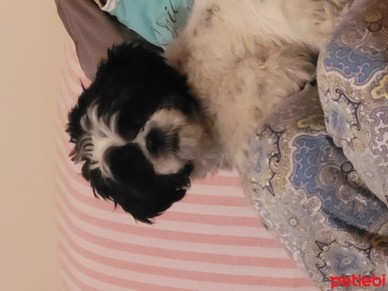 Shih Tzu, Köpek  Mila fotoğrafı