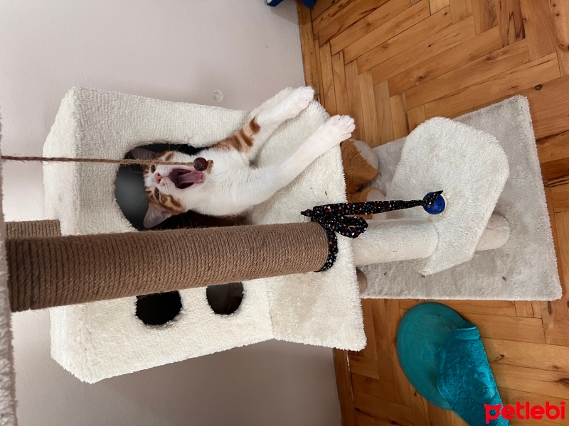 Sarman, Kedi  Şeker fotoğrafı