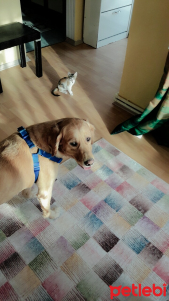Golden Retriever, Köpek  Ada fotoğrafı