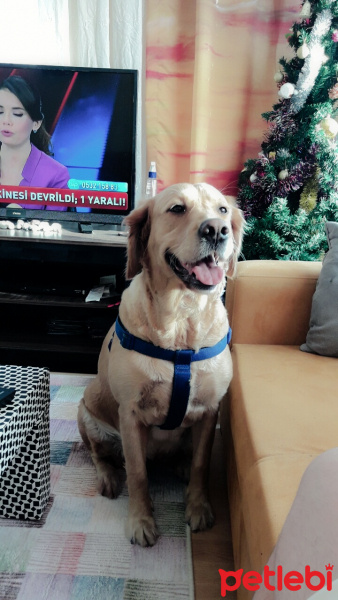 Golden Retriever, Köpek  Ada fotoğrafı