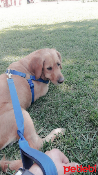 Golden Retriever, Köpek  Ada fotoğrafı