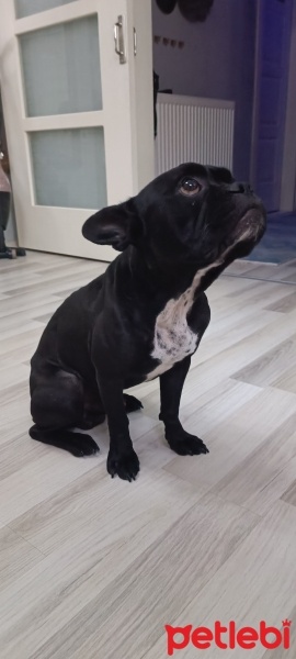 Fransız Bulldog, Köpek  Zeus fotoğrafı