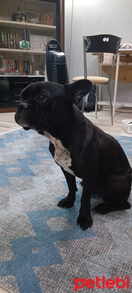 Fransız Bulldog, Köpek  Zeus fotoğrafı