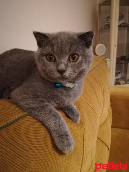 Scottish Fold, Kedi  Mişa fotoğrafı